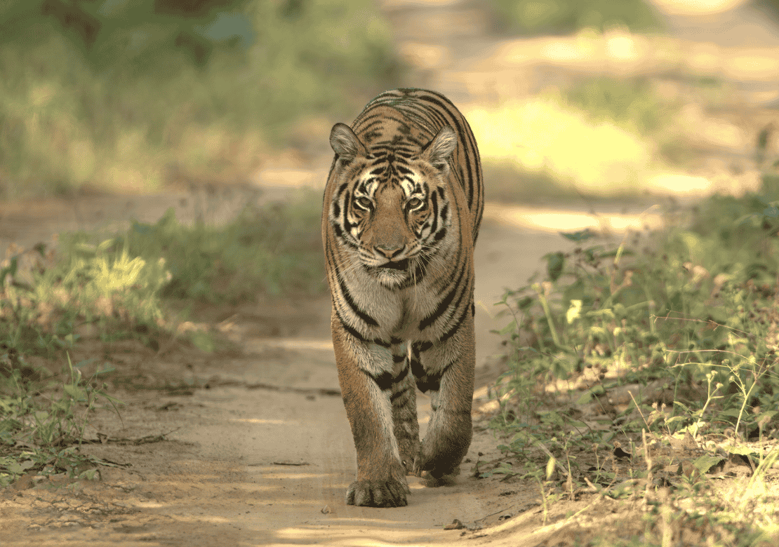 Kanha Tiger